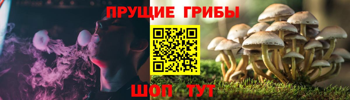 Псилоцибиновые грибы GOLDEN TEACHER Севастополь